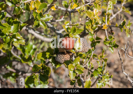 Dettaglio della frutta, foglie e rami di Kermes Oak, Quercus coccifera Foto Stock