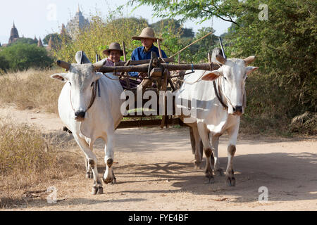 Un giovane birmano di piccoli agricoltori con il loro aggancio (Bagan - Myanmar). Coppia de petits fermiers Birmans et leur attelage. Foto Stock