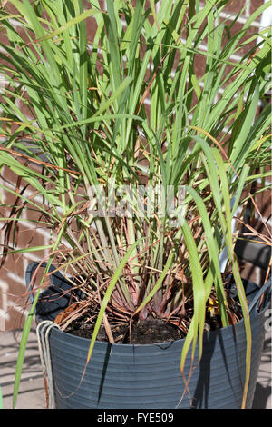 La citronella o noto anche come Cymbopogon crescendo in una pentola Foto Stock