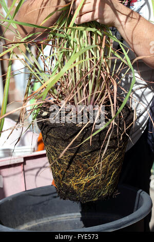 La citronella o noto anche come Cymbopogon crescendo in una pentola Foto Stock