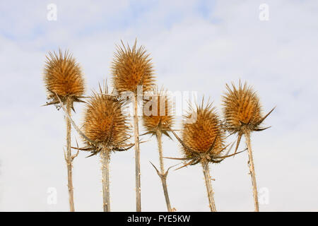 Infiorescenze a secco di teasel Foto Stock