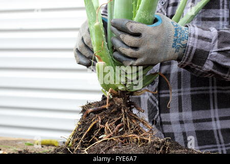 Mano azienda Aloe vera piante - close up Foto Stock