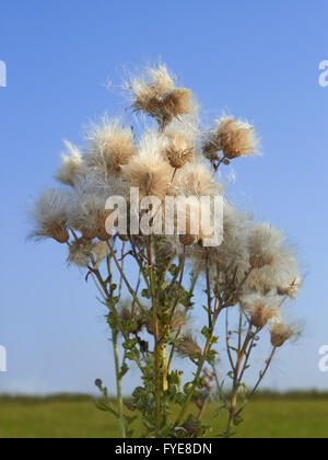 Thistle pianta con semi Foto Stock