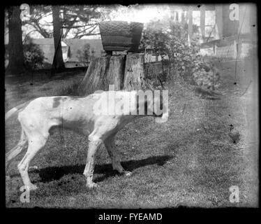 Fotografia vittoriano di un hound dog su una fattoria in Fallston, Maryland Foto Stock