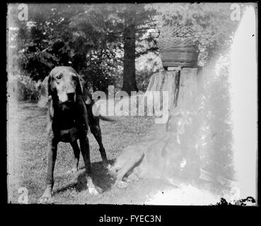 Fotografia vittoriano di due cani al di fuori in Fallston, Maryland. Foto Stock