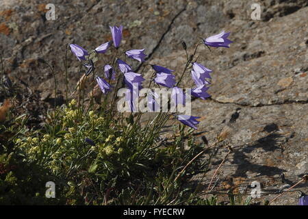 Harebell (Campanula rotundifolia). Oriente Fiordi Foto Stock