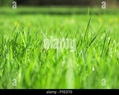 Basso angolo di vista lungo una lussureggiante verde erba in una radura del bosco e campo in Aberystwyth, Galles Foto Stock