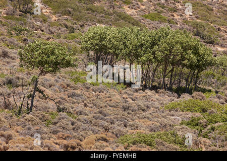 Paesaggio con alberi e cespugli di Creta. La Grecia. Posizione orizzontale Foto Stock