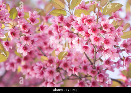 Di un bel colore rosa Sakura fiore che sboccia sullo sfondo Foto Stock
