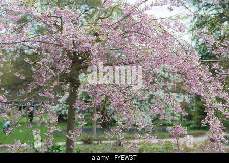 Prunus subhirtella Pendula Plena Rosea. Ciliegio piangente con il fiore a RHS Wisley Gardens, Surrey, Inghilterra Foto Stock