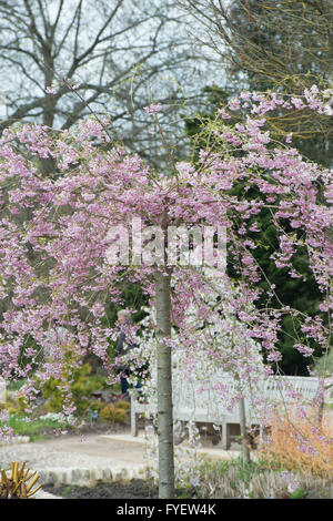 Prunus subhirtella Pendula Plena Rosea. Ciliegio piangente con il fiore a RHS Wisley Gardens, Surrey, Inghilterra Foto Stock