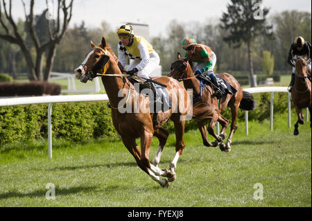 Wroclaw, Polonia. 24rd Aprile, 2016. Corse di cavalli a Wroclaw in Polonia. Foto Stock