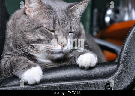 Big cat sta dormendo su una sedia Foto Stock