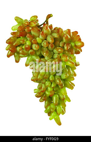 Grappolo di uva matura con gocce di acqua Foto Stock