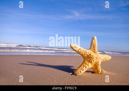 Starfish d'estate sunny beach. Viaggiare Foto Stock
