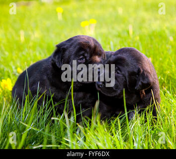Due cani svegli Foto Stock