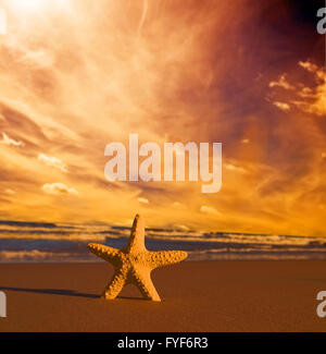 Starfish in estate spiaggia al tramonto. Viaggiare Foto Stock