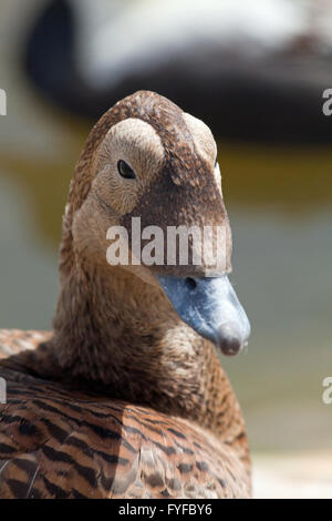 Spectacled Eider (Somateria fischeri). Close up. Femmina. Foto Stock