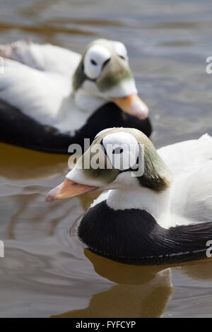 Spectacled Eiders (Somateria fischeri). Close up. Dettaglio della testa. I maschi. Piumaggio di allevamento. Foto Stock