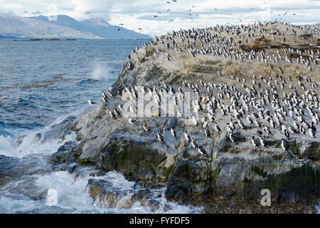 Colonia di Re dei cormorani e leoni di mare, Canale del Beagle, Tierra del Fuego, Argentina Foto Stock