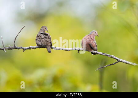 Massa comune (colomba Columbina passerina) coppia seduta sul ramo, Cabo Rojo Saline, Puerto Rico Foto Stock