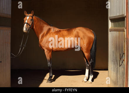 Splendida razza cavallo dressage nel suo stabile scuro Foto Stock