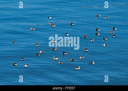 Atlantic puffin (Fratercula arctica) raccolta sul mare, Borgarfjördur, Islanda Foto Stock