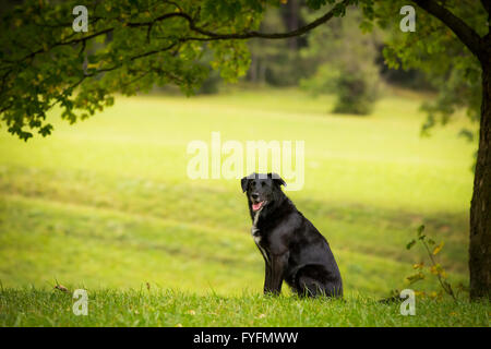 Il Labrador nero di razza mista, Austria Inferiore, Austria Foto Stock