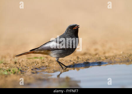 Codirosso spazzacamino (Phoenicurus ochruros) in prossimità di acqua, deserto del Negev, Israele Foto Stock