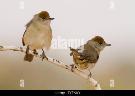 Eurasian Capinera (Sylvia atricapilla) due femmine su un ramo, il deserto del Negev, Israele Foto Stock