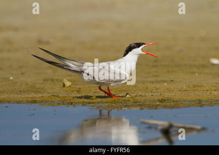 Tern comune (Sterna hirundo) stridio su una spiaggia. Questo uccello si trova nel sub-regioni artiche dell Europa, Asia centrale e Foto Stock