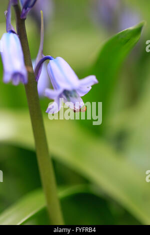 Chiudere dettaglio di un giacinto blu fiore con red ant e sfondo sfocato Foto Stock