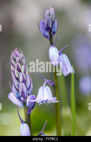 Chiudere dettaglio di un giacinto blu fiore e sfondo sfocato Foto Stock