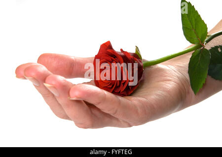 Red Rose giacente sulla mano. Conceptual Foto Stock