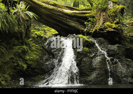 Stream, Orcas Island, WA Foto Stock