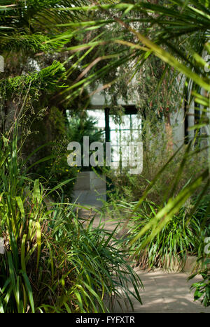 Immagine editoriale di Paxton del padiglione - serra in motivi di Giardini Botanici in Sheffield South Yorkshire. Foto Stock