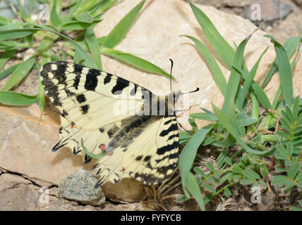 Festone orientale Butterfly - Allancastria (Zerynthia) cerisyi endemica ssp. cypria Foto Stock