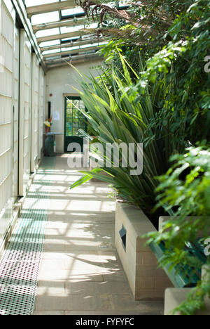 Immagine editoriale di Paxton del padiglione - serra in motivi di Giardini Botanici in Sheffield South Yorkshire. Foto Stock