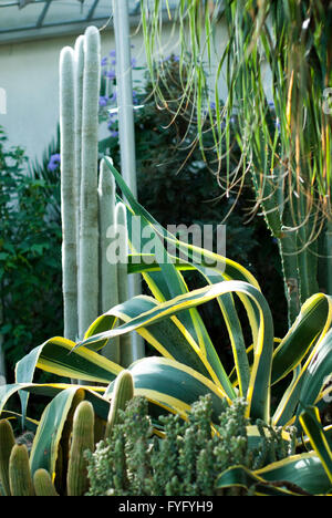 Immagine editoriale di Paxton del padiglione - serra in motivi di Giardini Botanici in Sheffield South Yorkshire. Foto Stock