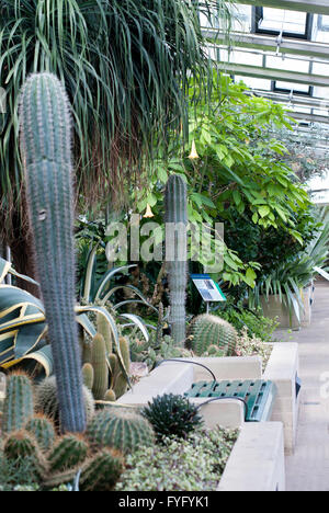 Immagine editoriale di Paxton del padiglione - serra in motivi di Giardini Botanici in Sheffield South Yorkshire. Foto Stock