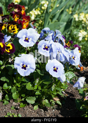 Blu fiore nel giardino nome latino Viola tricolore Foto Stock