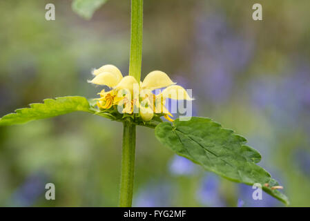 Fiori di giallo Arcangelo in legno Plumpton Foto Stock