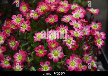 Un mazzetto di fioritura Saxifraga (Elf Rose) sul display a Harrogate Spring Flower Show. Yorkshire Regno Unito. Foto Stock