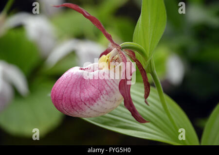 Close up di un Cypripedium Kentucky Rosa arrossire Orchid sul display a Harrogate Spring Flower Show. Yorkshire Regno Unito. Foto Stock