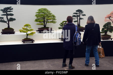 Due donne guardando alberi di bonsai sul display nella pianta padiglione presso l' Harrogate Spring Flower Show. Yorkshire Regno Unito. Foto Stock