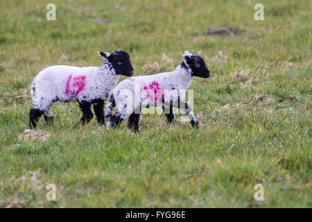 Due agnelli swaledale in un campo con il numero 13 sul lato. Foto Stock