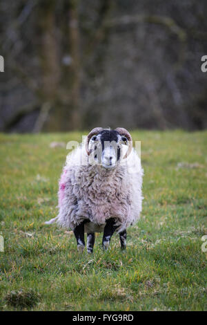 Colpo verticale di swaledale pecora femmina pecore in un campo. ella è guardare dritto verso la fotocamera Foto Stock