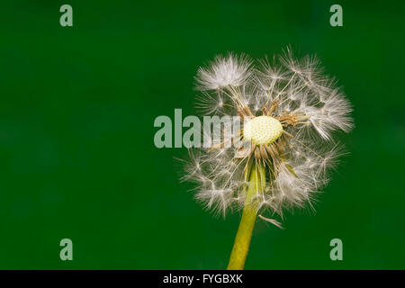 Seme di tarassaco Blowball al vento Foto Stock