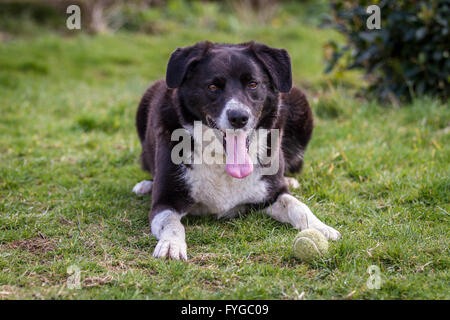 Bianco e nero Border Collie cane a croce con sfera prevista sull'erba in attesa di riproduzione. Foto Stock