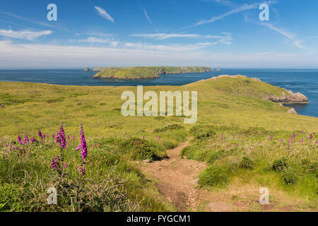 Il Deer Park vicino a Martins Haven cercando di Skomer - Pembrokeshire Foto Stock